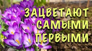 ЗАЦВЕТАЮТ В НАЧАЛЕ АПРЕЛЯ! Самые ранние СОРТА КРОКУСОВ