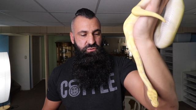 My Collection of Banana Ball Pythons смотреть онлайн