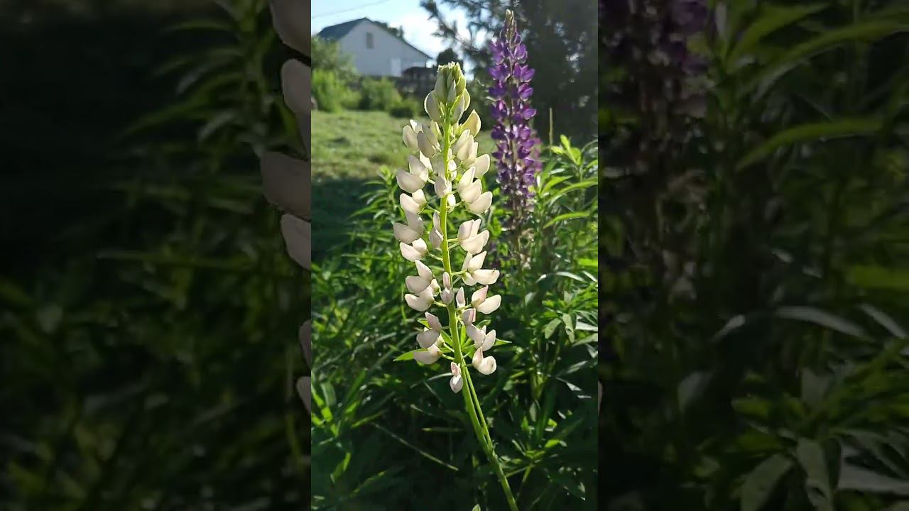 трава у дома