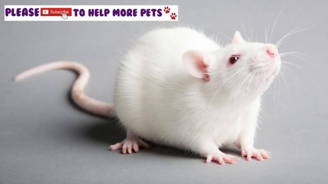 How To Calm My Rat, This is The Only Music That Works With Stressed, Anxious Rats and Mice 14 Hours смотреть онлайн