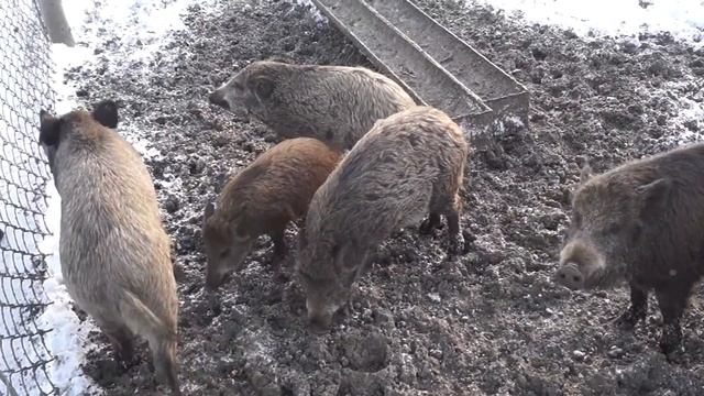 Экоцентр заповедника "Кузнецкий Алатау". смотреть онлайн