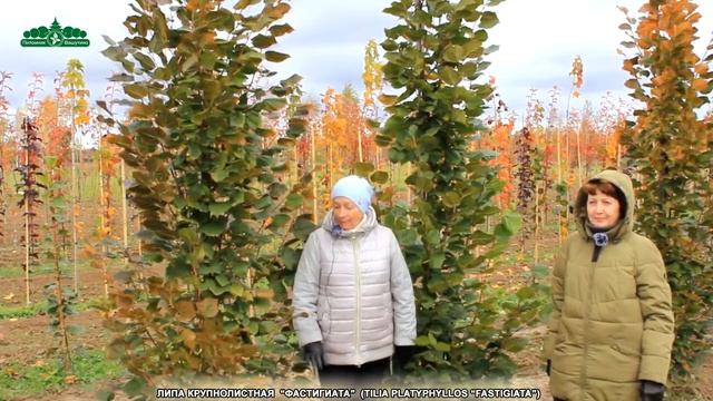 Питомник Вашутино: Перспективный ассортимент посадочного материала смотреть онлайн