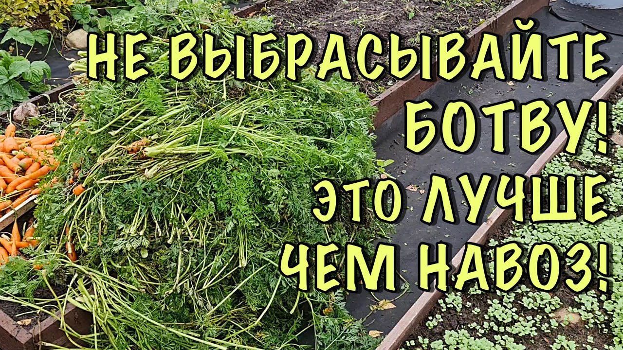 НЕ ВЫКИДЫВАЙТЕ БОТВУ от МОРКОВИ! Показываю как сделать БЕСПЛАТНОЕ СУПЕР удобрение! ЛУЧШЕ ЧЕМ НАВОЗ! смотреть онлайн
