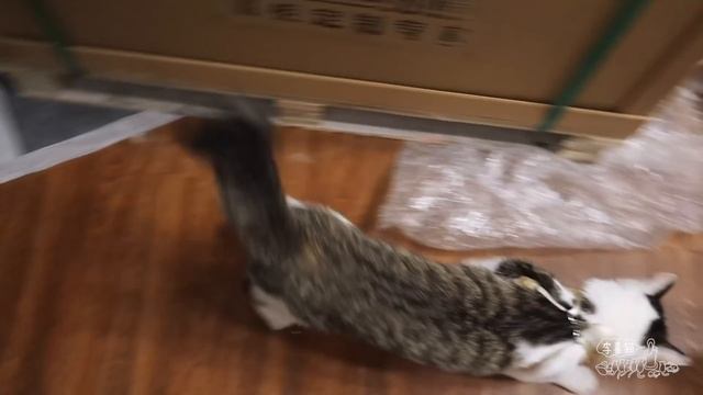貓咪試穿牽引背心狗笑翻：頭套褲衩要上天？｜李喜猫 смотреть онлайн