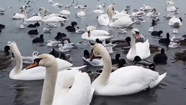 Лебеди Дети кормят лебедей , уток, чаек. смотреть онлайн