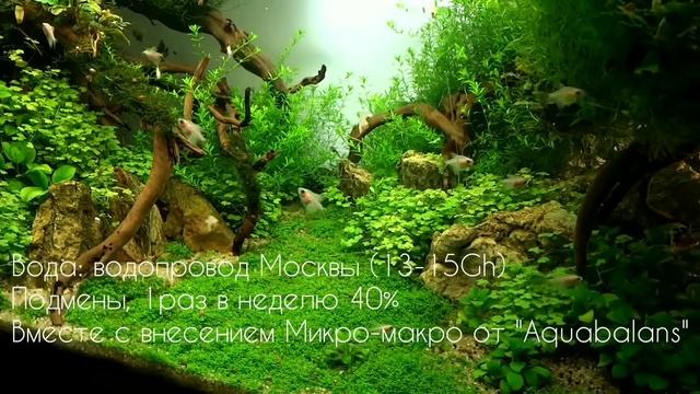 Сочный коврик из популярного почвопокровного растения. Условия содержания аквариума смотреть онлайн