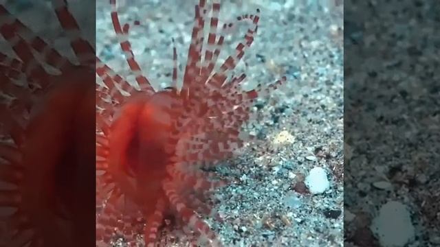 Морской двустворчатый моллюск семейства Limidae в движении(может плавать и в толще воды). смотреть онлайн