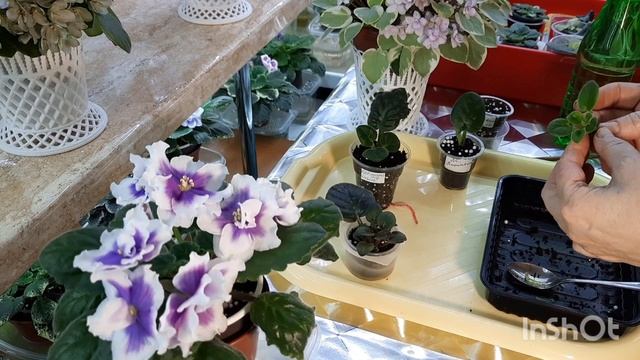 Когда отсаживать детку фиалки от материнского листа? Что нужно учитывать при пересадке? смотреть онлайн