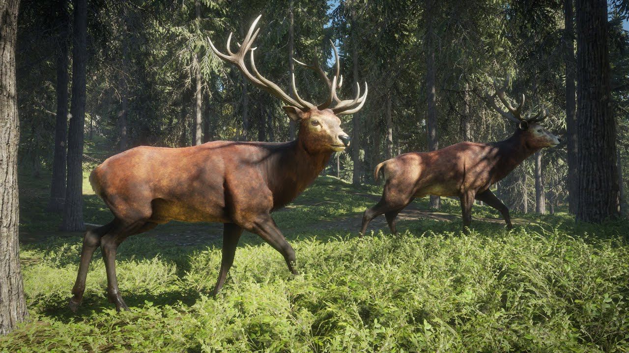 TheHunter: Call of the Wild - Охота #33 Симулятор охотника промысловика. Лучшая игра про охоту смотреть онлайн