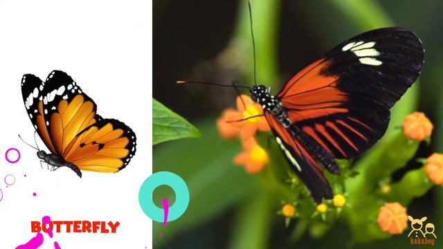 Insects Name. Learn Insects and Bugs Vocabulary in English for Kids смотреть онлайн