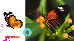 Insects Name. Learn Insects and Bugs Vocabulary in English for Kids
