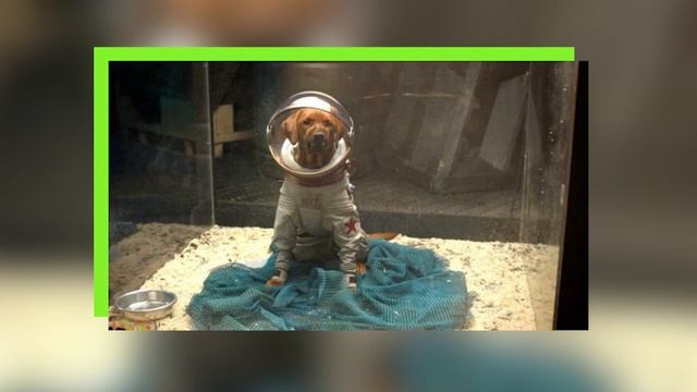 НОВЫЕ СТРАЖИ ? // Кто такой КОСМО и почему он так важен в фильме Стражи Галактики 3 смотреть онлайн