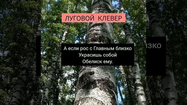 ЛУГОВОЙ КЛЕВЕР - Вета смотреть онлайн