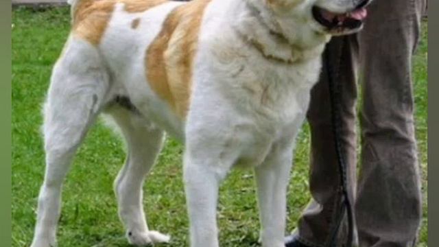 (Музыка): МОЯ ДИКАЯ КАСАНДРА: смотреть онлайн