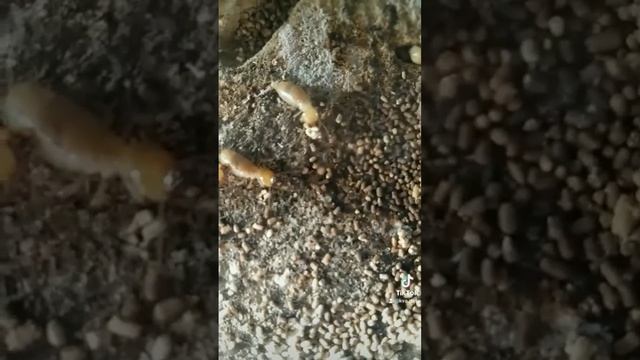 Термиты и их ? #муравьинаяферма #интересныефакты смотреть онлайн