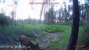СЕВЕР БУРЯТИИ МУЙСКИЙ РАЙОН ТИХАЯ ОХОТА ТАЙГА NORTH OF BURYATIA MUISKY DISTRICT QUIET HUNTING TAIGA