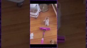 Котики классные, приколы с животными