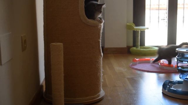 Frozen Lands - Mysteries of the Sea & The Enchanted Forest - 9 weeks old смотреть онлайн