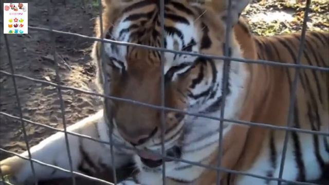 Learn Sea Animals Farm Animals Wild Zoo Animals Names English Korean. 바다동물 농장동물 야생 동물원동물 이름 배우기 영어. смотреть онлайн