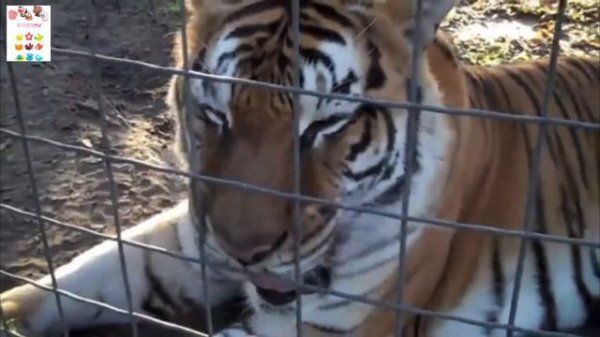 Learn Sea Animals Farm Animals Wild Zoo Animals Names English Korean. 바다동물 농장동물 야생 동물원동물 이름 배우기 영어.