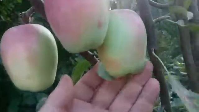 Яблоня зимняя сорт Кандиль Синап смотреть онлайн