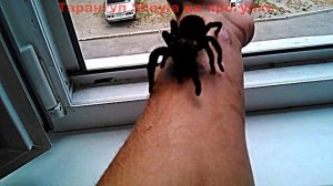 Большой тарантул