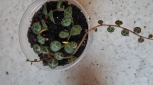 Пеперомия прострата