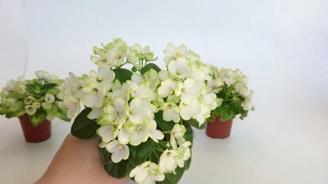 Миниатюрные фиалки: Н-Нейтири, Mac's Misty Meadow, Celtic Rose White смотреть онлайн