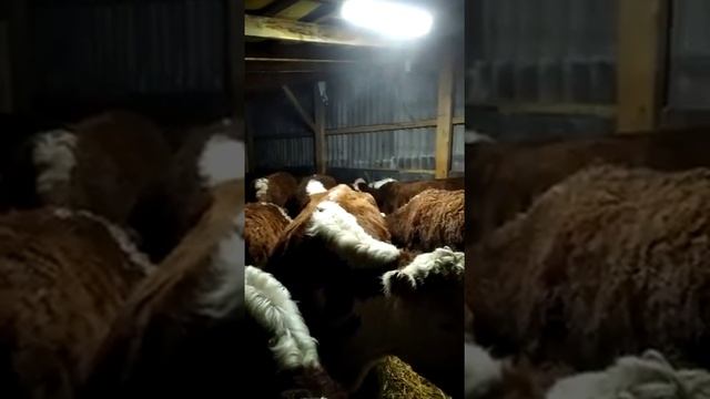 обрабатываем коров от чесотки 3 часть заключительная )) смотреть онлайн