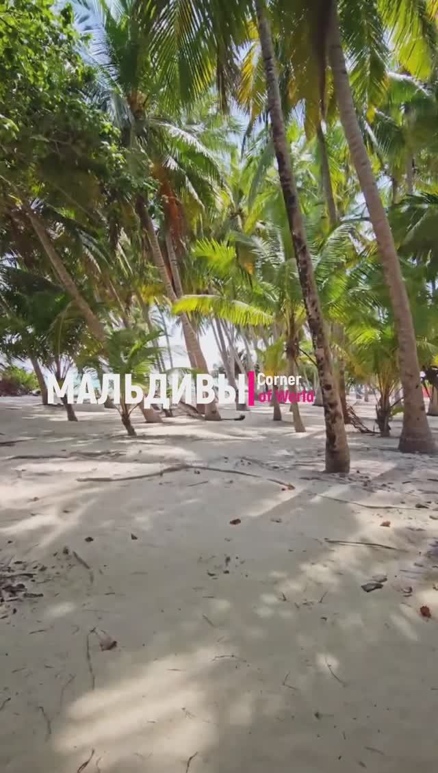 Shorts || МАЛЬДИВЫ - Можете ли вы сосчитать, сколько здесь ПАЛЬМ #Мальдивы #мальдивские острова смотреть онлайн