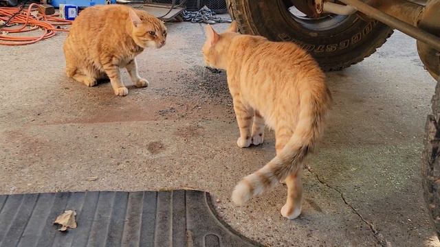 🐈 cats arguing смотреть онлайн