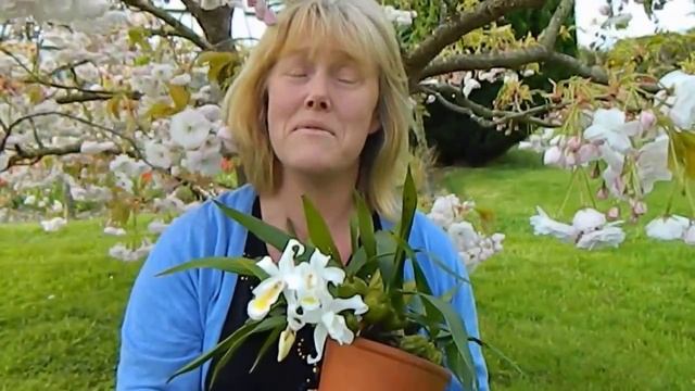 Coelogyne Orchid Update смотреть онлайн