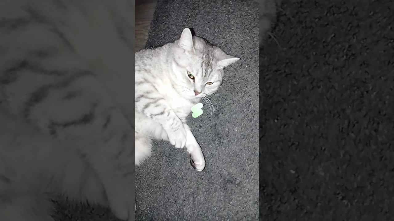 Насколько процентов я тебе понравился? #shorts #коттитар #подписка #котики #лайк #выбери #милота смотреть онлайн