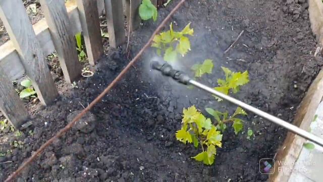 96.Первая обработка винограда. Окучил картошку. Подкормка томатов..mp4 смотреть онлайн