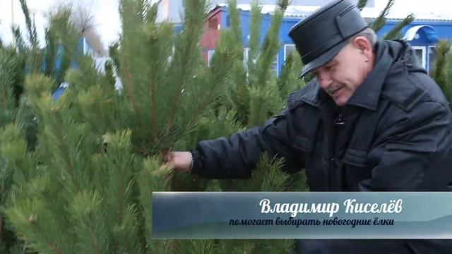 Сюжет "Вечерний эфир" . Как выбрать елку и сохранить ее свежесть. 2017г. смотреть онлайн