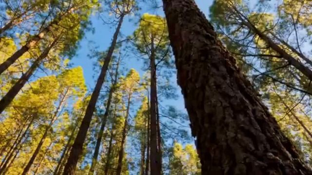 Очень красивое видео и стихи  Сон