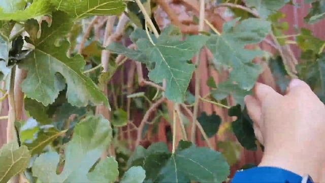 экскурсия по осеннему южному саду... часть 2-я... 19.10.2023г. смотреть онлайн