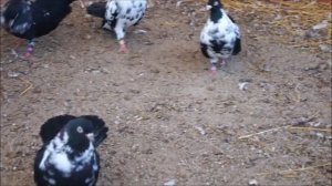 Мордовские чернорябые высоколётные голуби 30.03.14.