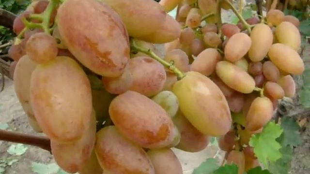 Несколько слов о "Тройке Крайнова" - Юбилее Новочеркасска и Преображении... смотреть онлайн