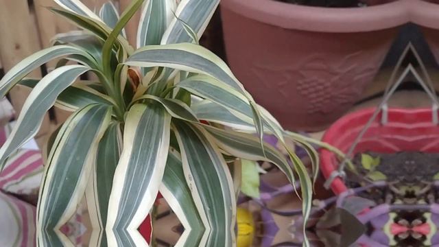 Ornamental Plants Judah Vlog смотреть онлайн
