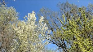 ЗВУКИ ВЕСНЫ. РОСТОВСКАЯ ОБЛАСТЬ. ПЕНИЕ ПТИЦ