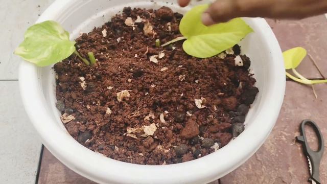 How to make money plant bushy//my secret to bushy money plant//try this secret