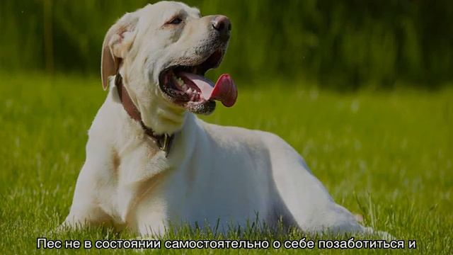 Как ведут себя собаки в жару: как кормить и поить