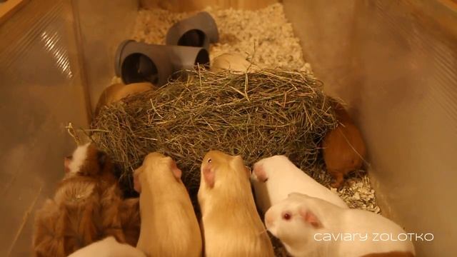 Морские свинки кушают сено. Питомник "Золотко" смотреть онлайн