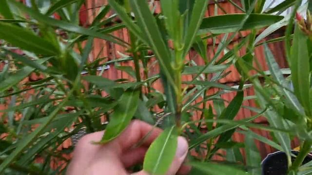 Oleander (Nerium oleander) - Pflege, Rückschnitt, Überwintern Stecklingsvermehrung смотреть онлайн