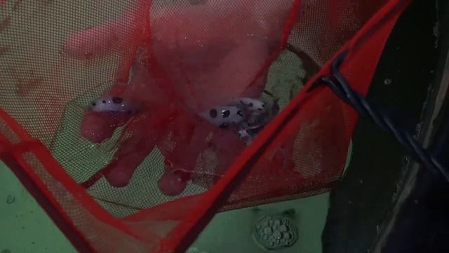 Everything you need to know about keeping CLOWNFISH in a HOME AQUARIUM смотреть онлайн