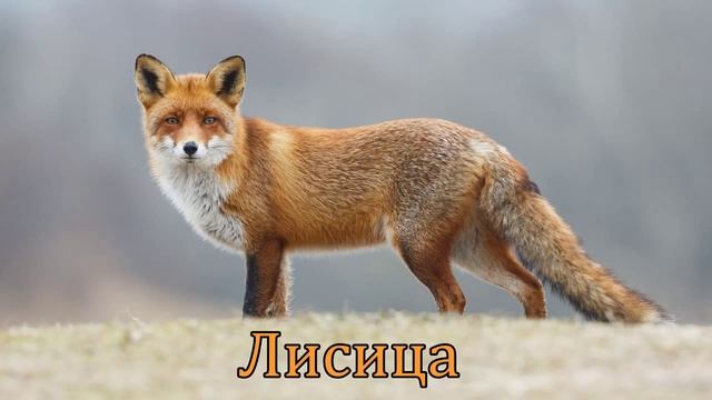 Копия видео 