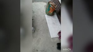 Карп копчёный, приготовление с дымогенератором