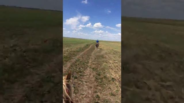 Бешеная скорость лошадей смотреть онлайн