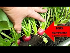 Выращиваю семена редиса только так, все в шоке ;) Семена Редиски не сложно вырастить самим